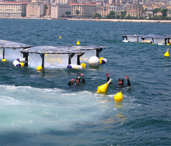 Plastiche in mare: cosa finisce nei nostri piatti e quali effetti sulle biodiversità?